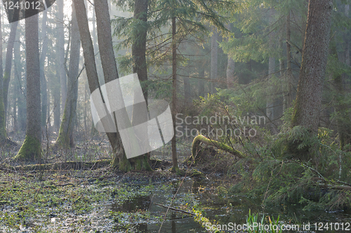 Image of Bialowieza Forest riparian stand in morning