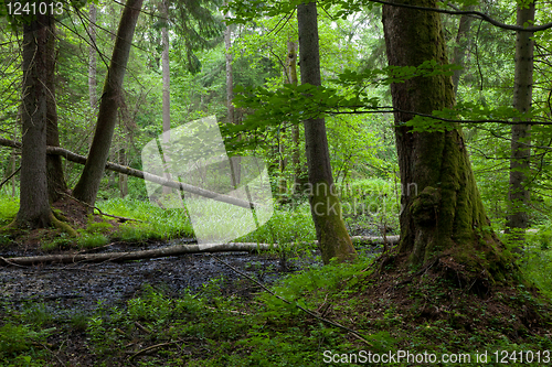 Image of Edge of alder-carr wet stand of Bialowieza Forest