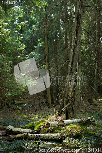 Image of Party declined stump with parts of broken birch tree 