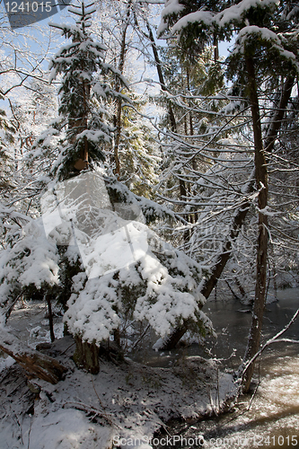 Image of Trees snow wrapped blizzard after