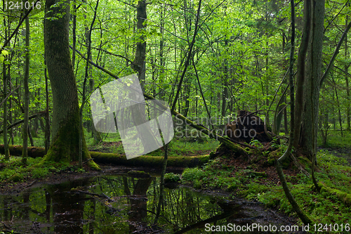 Image of Ash tree by forest stream