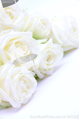Image of  Beautiful white roses