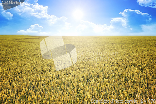 Image of wheat summer sun