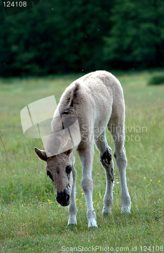 Image of foal