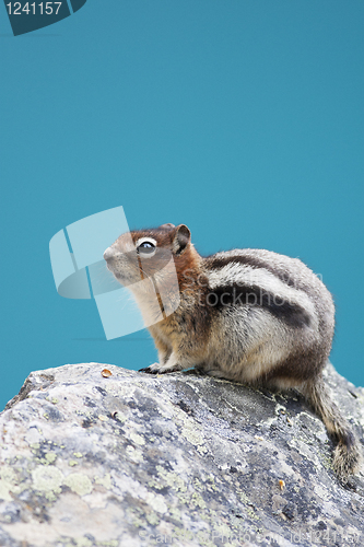 Image of Chipmunk