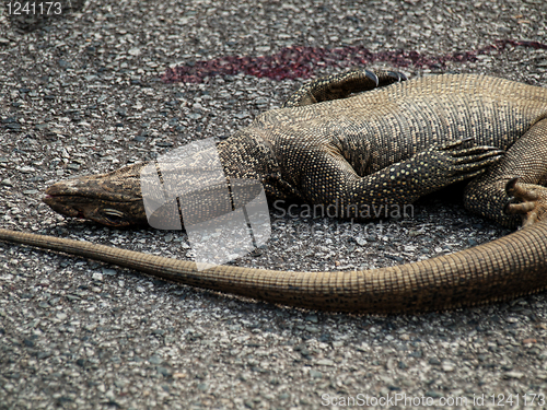 Image of Dead iguana