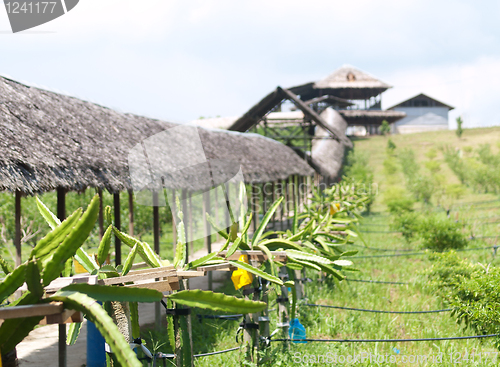 Image of Dragon fruit farm