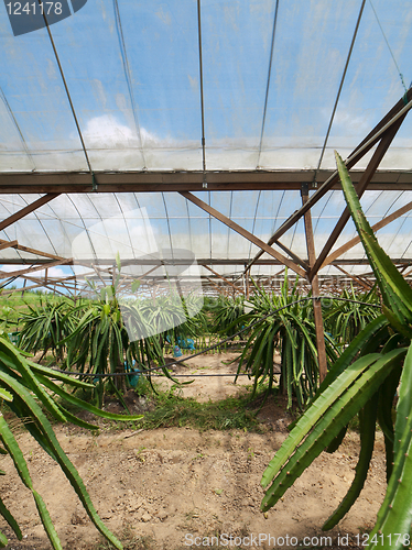 Image of Dragon fruit farm