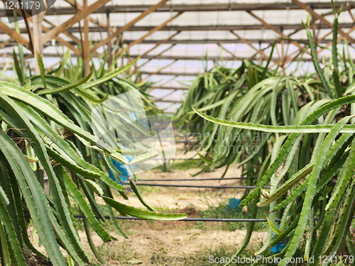 Image of Dragon fruit farm