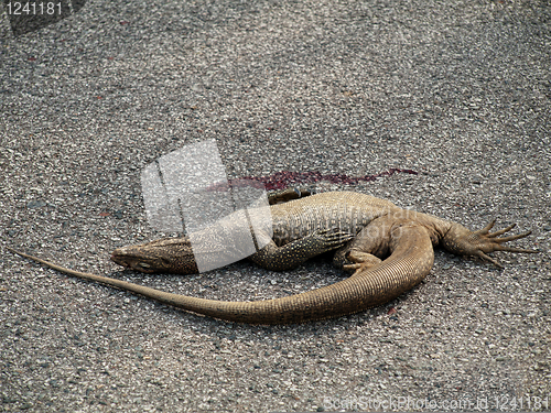 Image of Dead iguana