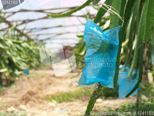 Image of Dragon fruit farm