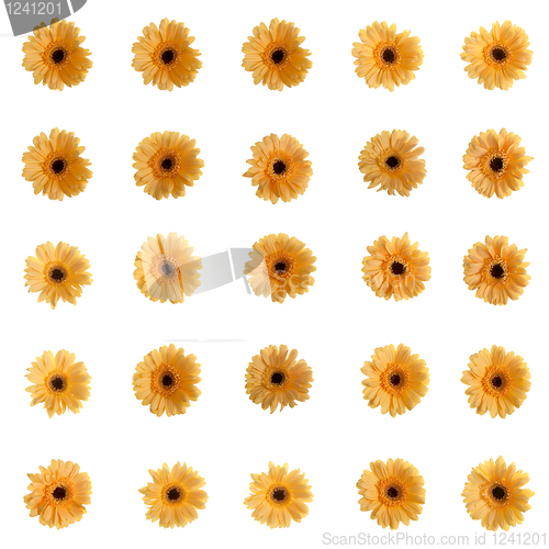 Image of Yellow gerbera flowers