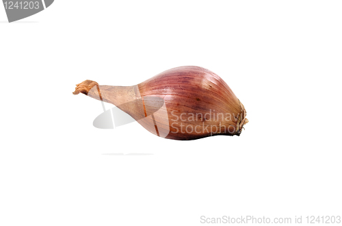 Image of Isolated onion.
