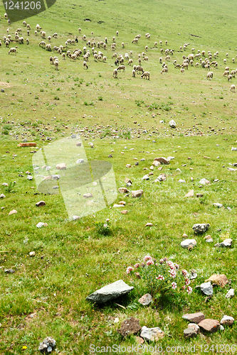 Image of Goats in grassland