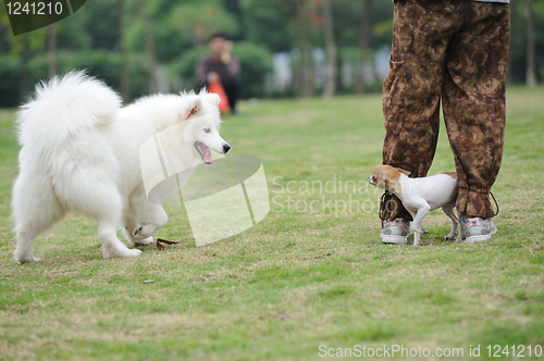 Image of Two dogs playing