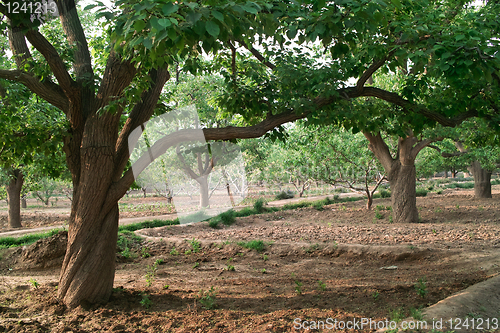 Image of Pear trees