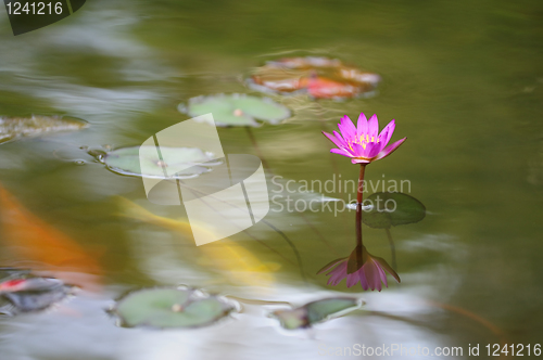 Image of Water lily flower