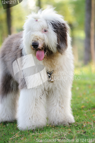 Image of Old English sheepdog