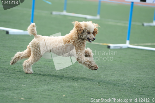 Image of Poodle dog running