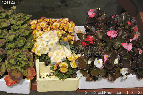 Image of plants ready for transplanting