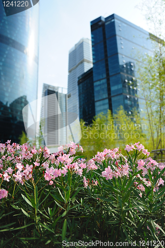 Image of Flowers against modern building background