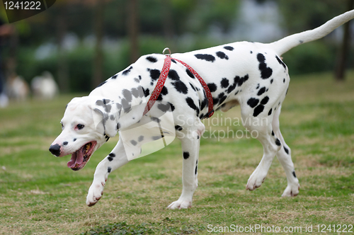 Image of Dalmatian dog