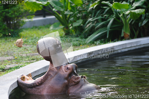 Image of Hippopotamus amphibius