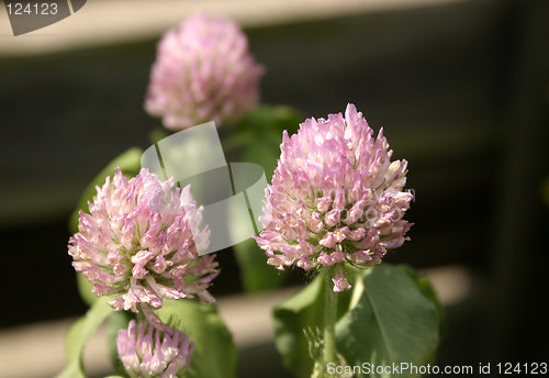 Image of lilac clover wild flower