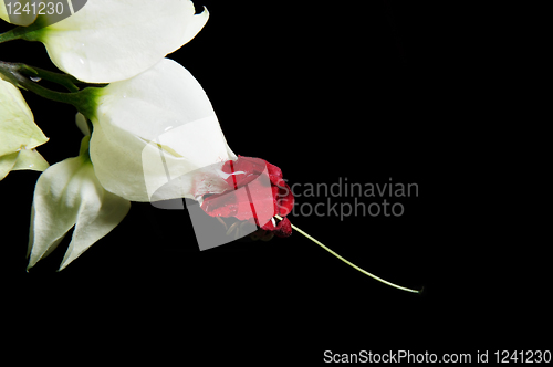 Image of Clerodendron thomsonea flower