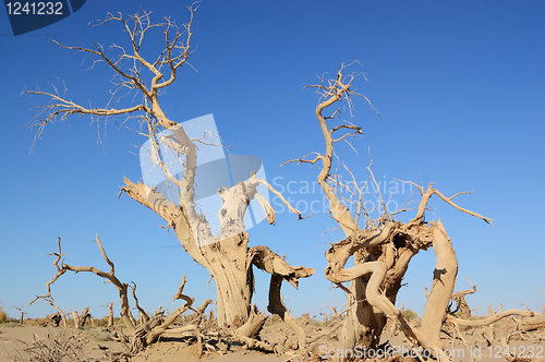 Image of Dead trees