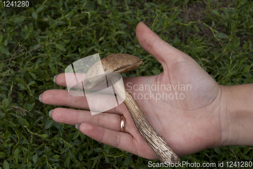 Image of Aspen mushroom