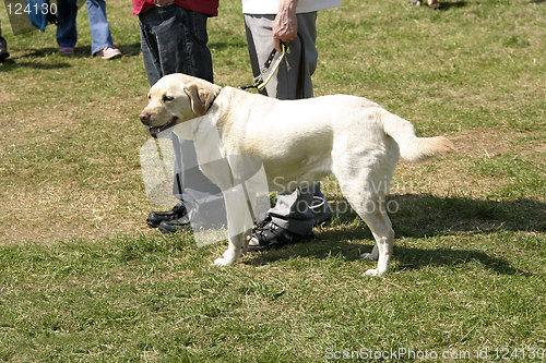 Image of golden labrador guide dog for the blind