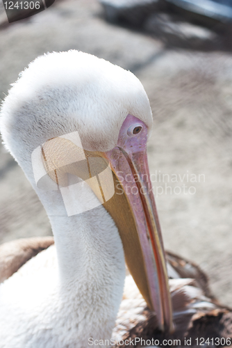 Image of pelican