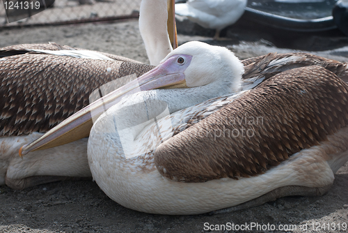 Image of pelicans