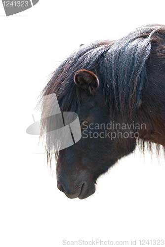 Image of pony closeup