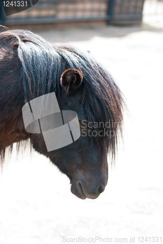 Image of pony closeup