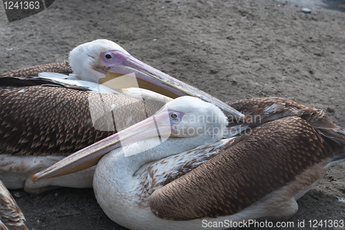 Image of pelicans