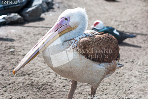 Image of pelican