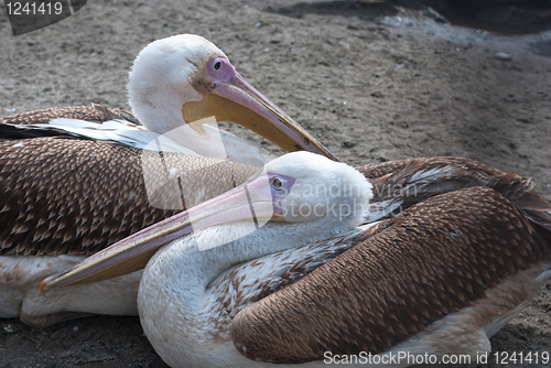 Image of pelicans