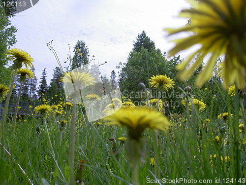 Image of Dandelions