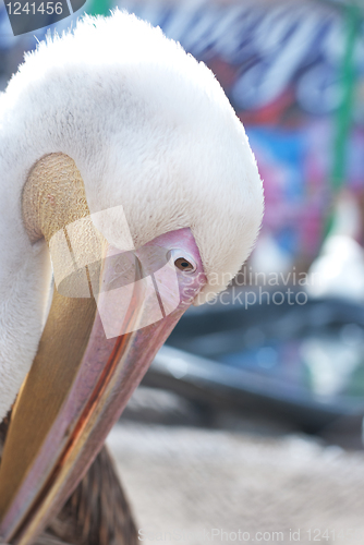 Image of pelican