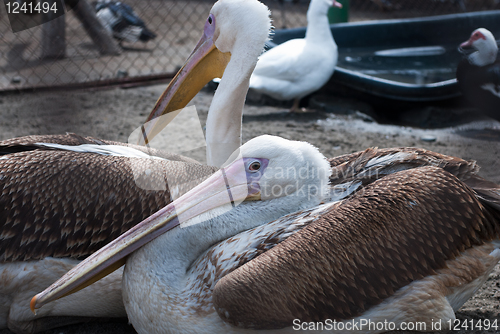 Image of pelicans