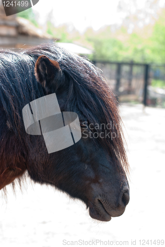 Image of pony closeup