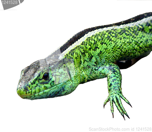 Image of Little green lizards     