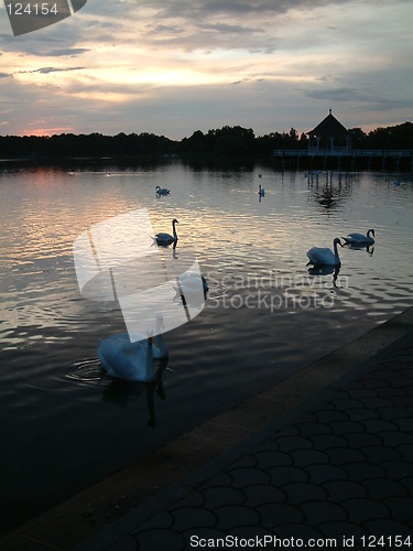 Image of lake and swans