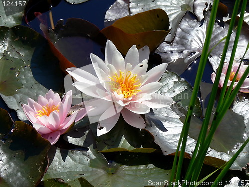 Image of WATER LILY AND LILY PADS