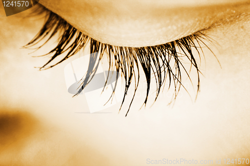 Image of Closed eye - macro