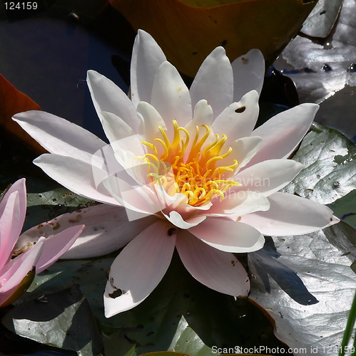 Image of Water Lily and lily pads