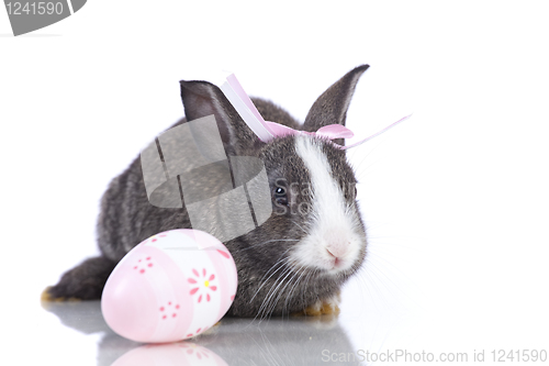 Image of Easter Rabbits