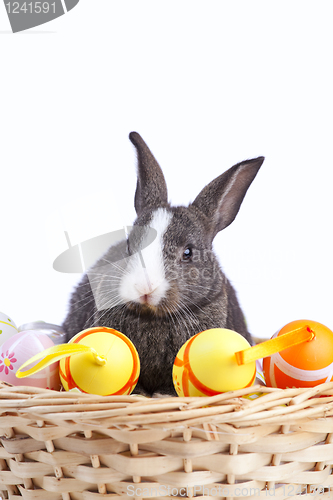 Image of Easter Rabbits